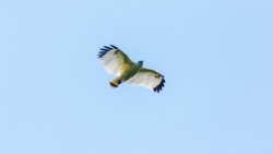 White Hawk (Snowy) (Pseudastur albicollis ghiesbreghti)